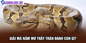 Nằm Mơ Thấy Trăn: Ý Nghĩa và Điềm Báo